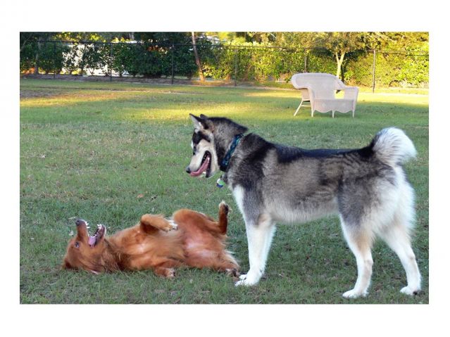 submissive dog behavior submissive dog behavior